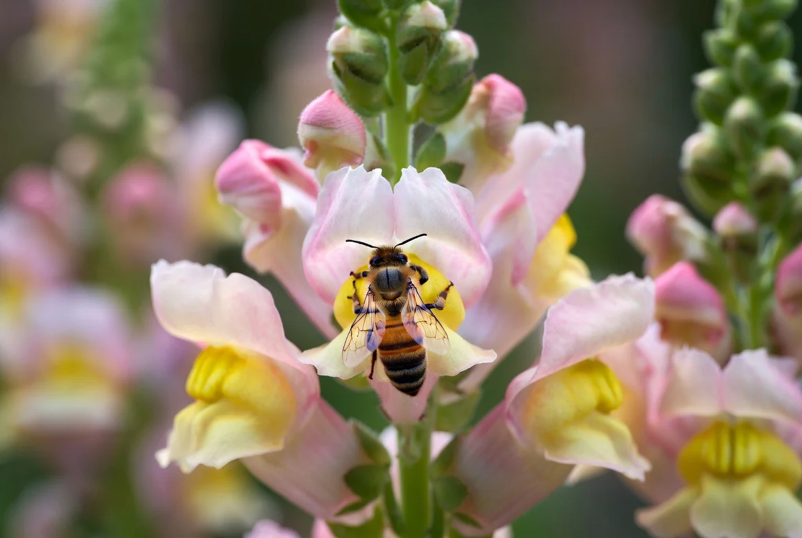 Honey bee visiting a pink and yellow flower.